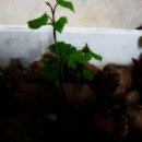 덕암농원 이미지