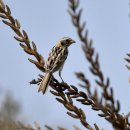 새만금의 쇠검은머리쑥새5(Ochre-rumped Bunting) 이미지