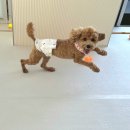 같이놀레오 이미지