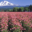 엘 농장 이미지