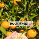 참좋은인태리