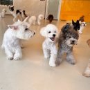 털로덮인친구들(동탄호수공원점) | [털로덮인친구들 동탄호수공원점] 특별히 더 재밌고 유쾌한 동탄애견유치원의 일상♬