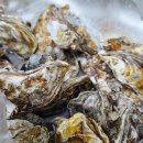 천북5 | 남당항맛집 천북굴축제 석화제철 석화주문 솔직후기