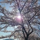 이제 장미공원의 벚꽃이 만개해가네요. 이미지