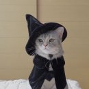 티티피시방 이미지