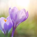 일월의정원 이미지