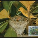 노랑아메리카솔새 우표-Yellow Warbler-조류 맥시멈카드 이미지