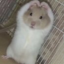 할매 솥뚜껑 삼겹살 이미지