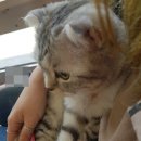 퍼니펫 동물병원 이미지