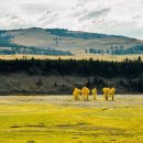 옐로우스톤 이미지