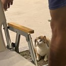 평창캠핑장펜션(캠프스텔라) | 캠린이 기록 | 평창 계곡 캠핑장 | 마루지캠프 [2025.08]