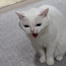 냥냥펀치 이미지