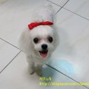 퍼피졸리