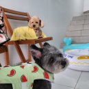 느낌 풀빌라 이미지