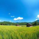 고창꿈푸른유치원 | 고창 청농원 8월 방문 후기 및 현재 개화 상황