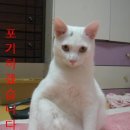 디게라지