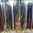 봉삼약초농장 이미지