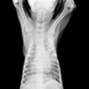 남창미르동물병원 이미지