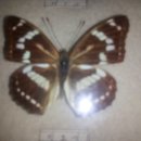 87년경 제가 채집한 나비들 이미지