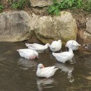 호수길133 이미지