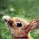 작은 친구 동물병원 이미지