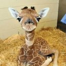 안녕 기린 이미지