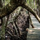 사진으로 보는 캄보디아 맹그로브 숲 이미지
