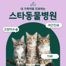 스타동물병원 | 안산동물병원추천 스타동물병원 고양이 연간 건강관리 이렇게 시작하세요