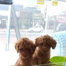 댕댕이미용 이미지