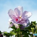 무궁화 - 노원구 노원로22길 77 | 무궁화