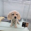 강아지분양 애견분양 퍼피플라워 중랑점 | 중랑구강아지분양 신뢰 기반의 투명한 입양 과정과 성공적인 반려 생활 준비 방법