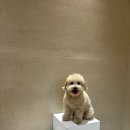 풀스테이스테이펫홍천 이미지