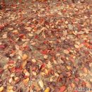 [생태-자연애(愛)2] 2023년 11월 2일 나무들의 겨울나기1-단풍과 낙엽 이미지