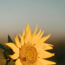 해바라기 하나 이미지