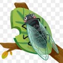 (유)비상렌트카 | 매미, 땅속의 인내와 하늘의 비상!