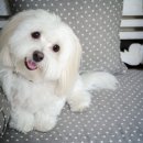 똥꼬발랄 이미지