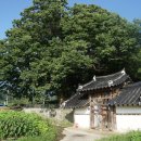 남원 진기리 느티나무 이미지