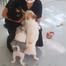 인누온 | [22년 8월 넷째주] 나날이 성장하는 버터를 보며 감동의 눈물 훔치는 일상