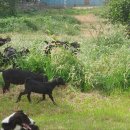 약산농장 이미지