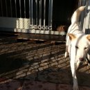 청주진도견연구소 이미지