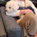 댕이멍이 이미지