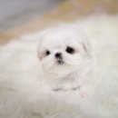 펫블리강아지&미라클고양이 이미지