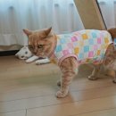 옷고르는고양이