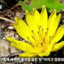 [25편 씀바귀]씀바귀 꽃말은 헌신, 세상에 첫선을 보이는 야생화이야기 25편/들꽃/한국의 멸종위기 야생식물/들에 핀 야생화/토종꽃/야 이미지