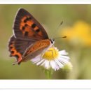 명상 - 자연 이미지