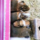 자연목장 | 남해양떼목장 남해가볼만한곳 자연체험 제대로 즐긴 남해상상양떼목장편백숲 후기