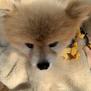 호두데이