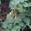 제주모시풀 B. quelpaertensis 이미지