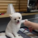 호텔스 컴도그 이미지