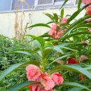 봉숭아손톱 이미지